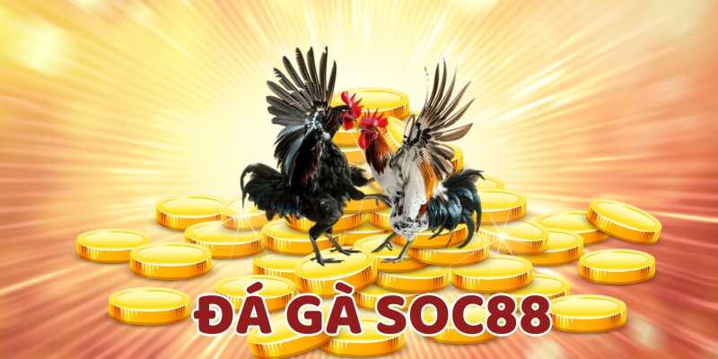 Tìm hiểu thông tin chung về đá gà Soc88